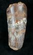 Big Spinosaurus Tooth With Jaw Section #20630-5